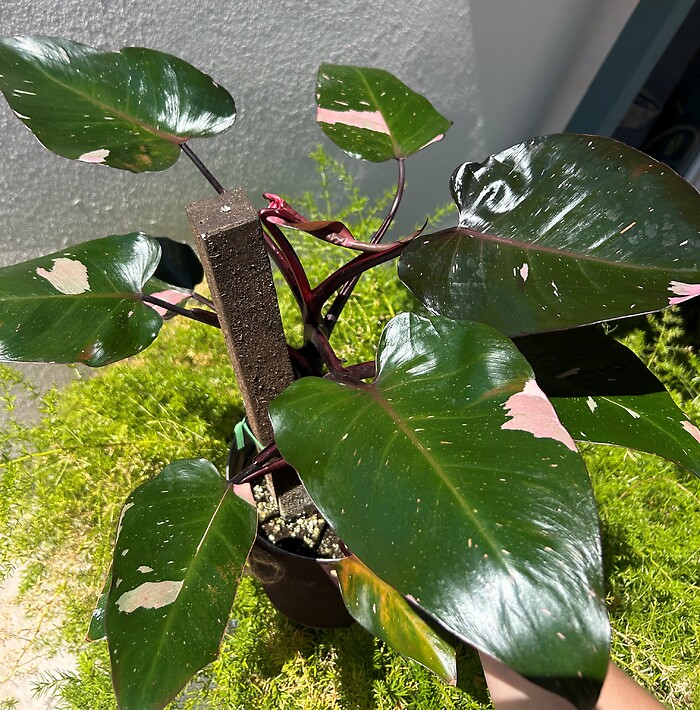 Philodendron Pink Princess