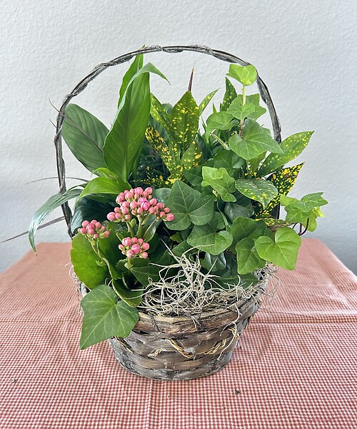 8&quot; Dishgarden Basket