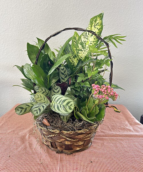 10&quot; Dishgarden Basket