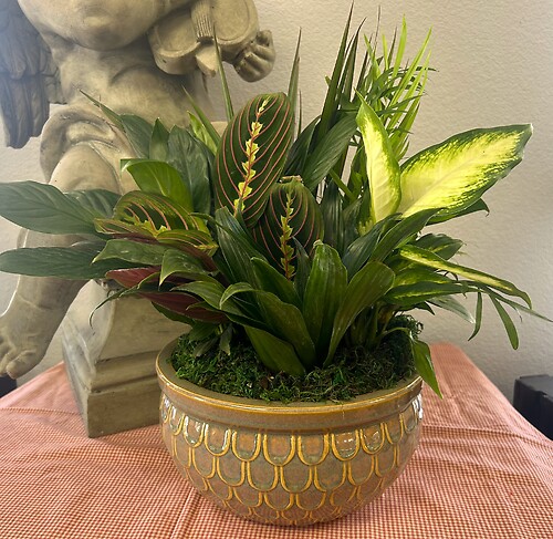 10&quot; Dishgarden