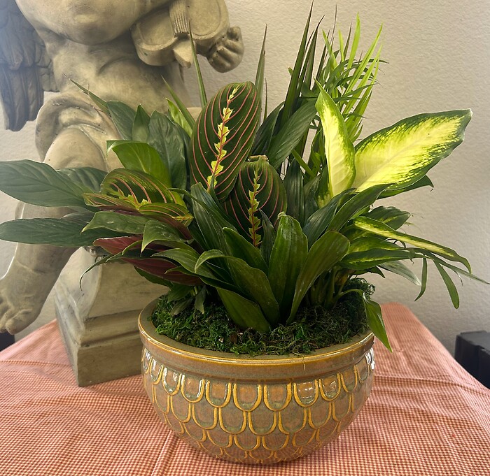 10&quot; Dishgarden