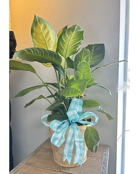 8&amp;#034; Dieffenbachia