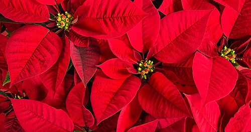 6&quot; Poinsettia Red