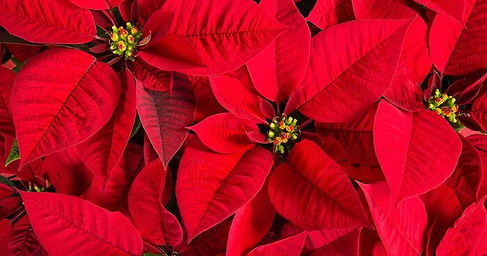 8&quot; Poinsettia Red