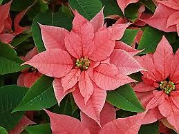 6&quot; Poinsettia Pink