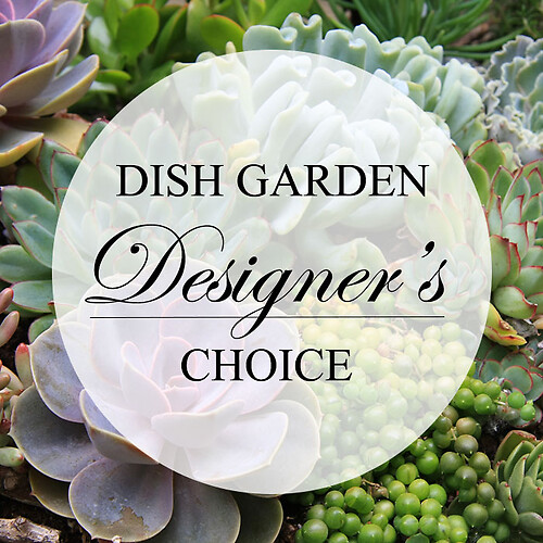 Plants &amp; Dish Gardens